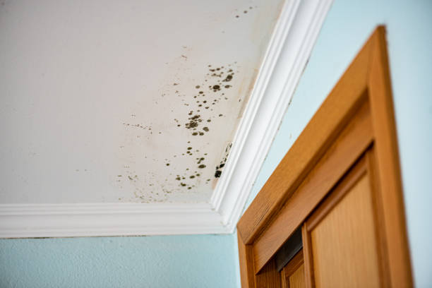 Best Black Mold Removal  in Palos Heights, IL