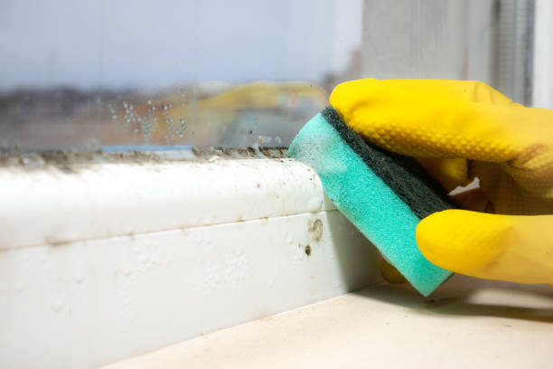 Best Certified Mold Removal  in Palos Heights, IL