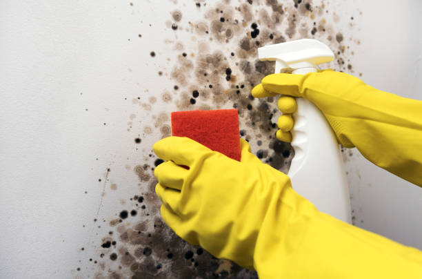 Best Crawl Space Mold Removal  in Palos Heights, IL