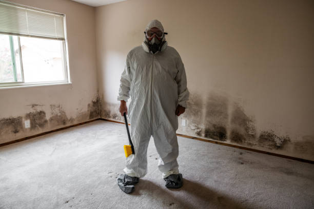 Best Attic Mold Removal  in Palos Heights, IL